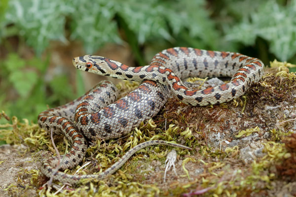 Leopard Snake (Zamenis situla)