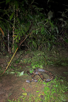 Central American Boa (Boa imperator)