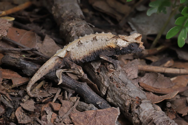Brygoo's Leaf Chameleon (Brookesia brygooi)