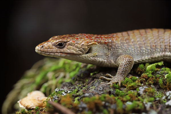 Red-lipped Arboreal Alligator Lizard (Abronia lythrochila)