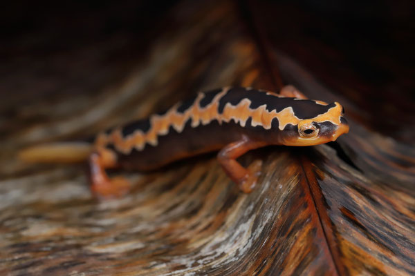 Yellowbelly Mushroomtongue Salamander (Bolitoglossa flaviventris) female