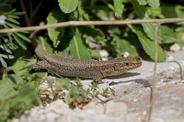 Ibrahim's Rock Lizard (Anatololacerta ibrahimi)