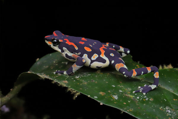 Variable Harlequin Toad (Atelopus varius)
