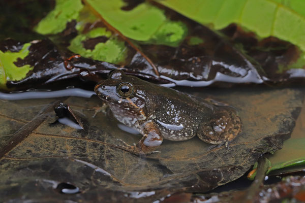 Variable Foam-nest Frog (Leptodactylus melanonotus) 