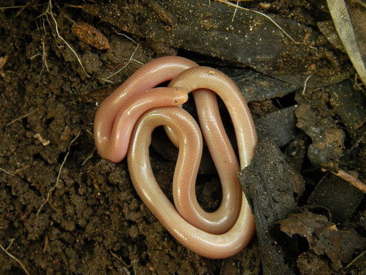Worm Snake (Xerotyphlops vermicularis), Andriake, Turkey, February 2014