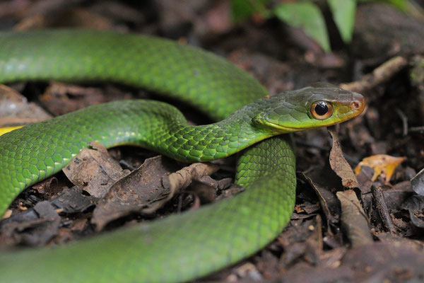 Green Racer (Drymobius melanotropis) 