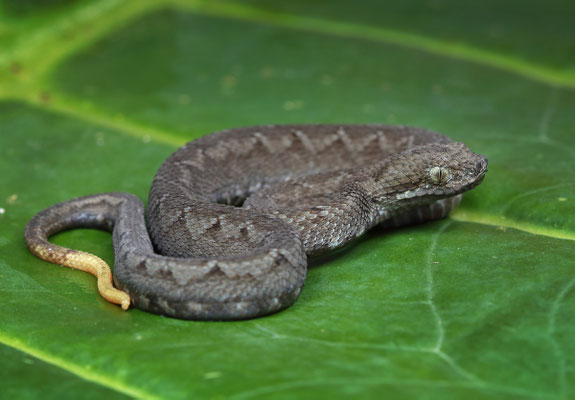 Great Lakes Bush Viper (Atheris nitschei) juvenile