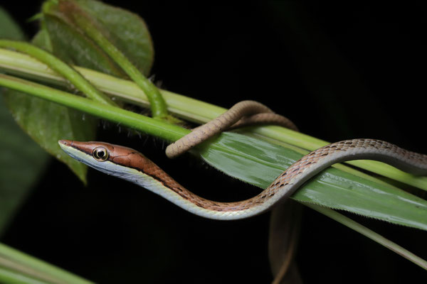 Baby Thornscrub Vine Snake (Oxybelis microphthalmus)