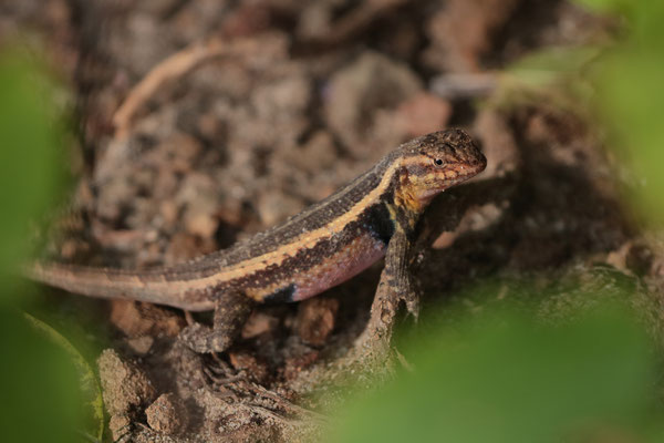 Rose-bellied Spiny Lizard (Sceloporus variabilis) displaying the rose belly.
