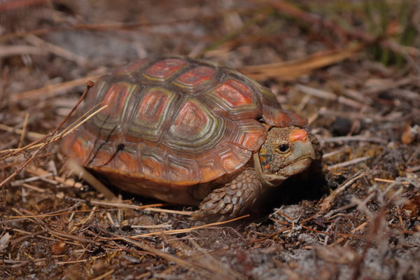 Parrot-beaked Tortoise (Homopus areolatus)