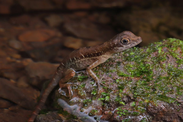 Purple Swimming Anole (Anolis purpuronectes) baby