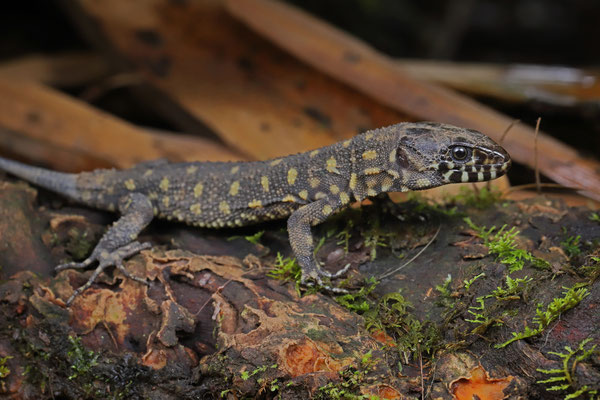 Reticulated Tropical Night Lizard (Lepidophyma reticulatum)