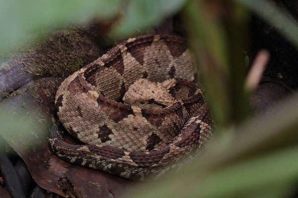 Central American Jumping Pitviper (Metlapilcoatlus mexicanus)