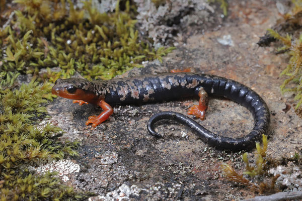 Red-legged Webfoot Salamander (Bolitoglossa pesrubra)