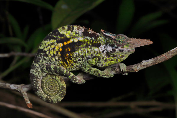 Usambara Two-horned Chameleon (Kinyongia vosseleri)