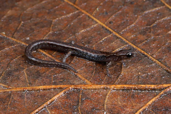 Lower Cerro Pygmy Salamander (Thorius pulmonaris)