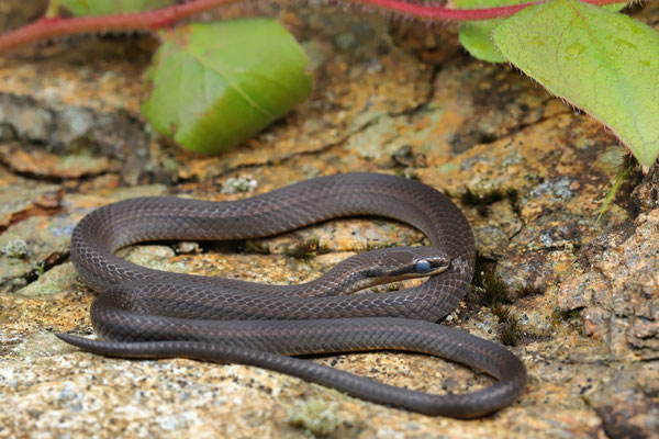 Oaxacan Graceful Brown Snake (Rhadinaea bogertorum) in shed.