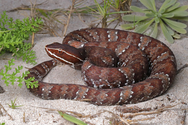 Yucatecan Cantil (Agkistrodon russeolus)