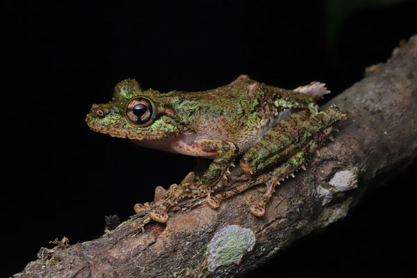 Malagasy Mossy Frog (Spinomantis aglavei)