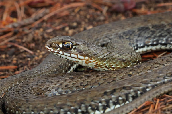 Western Montpellier Snake (Malpolon monspessulanus)