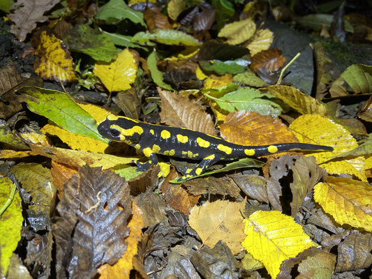 Fire Salamander (Salamandra salamandra terrestris)