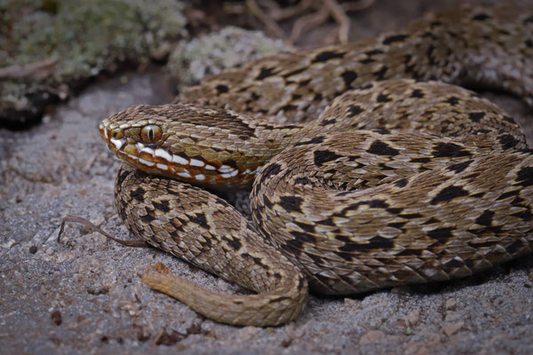 Kenya Montane Viper (Montatheris hindii)