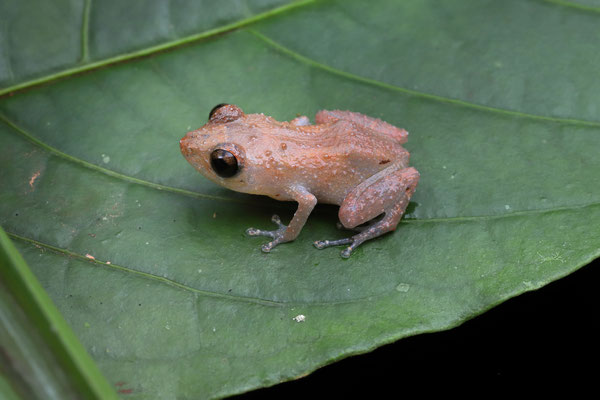 Common Dink Frog (Diasporus diastema)
