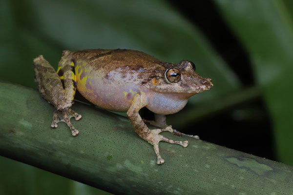Boulenger's Long-snouted Tree Frog (Scinax boulengeri) calling male