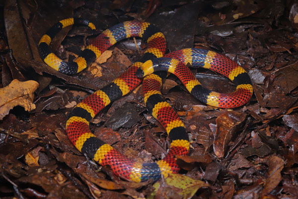 Costa Rican Coralsnake (Micrurus mosquitensis)