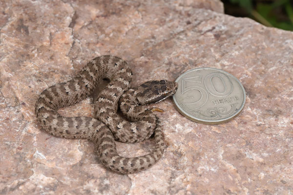 Karaganda Pit Viper (Gloydius caraganus) freshly born baby.
