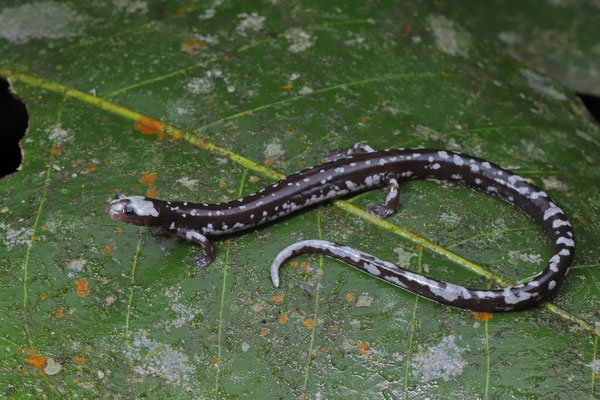 White-headed Worm Salamander (Oedipina carablanca) 