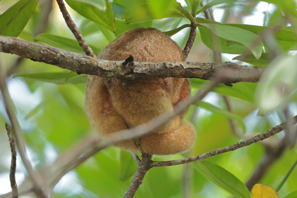 Silky Anteater (Cyclopes dorsalis)