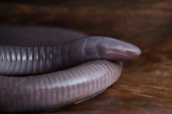 Purple Caecilian (Gymnopis multiplicata)
