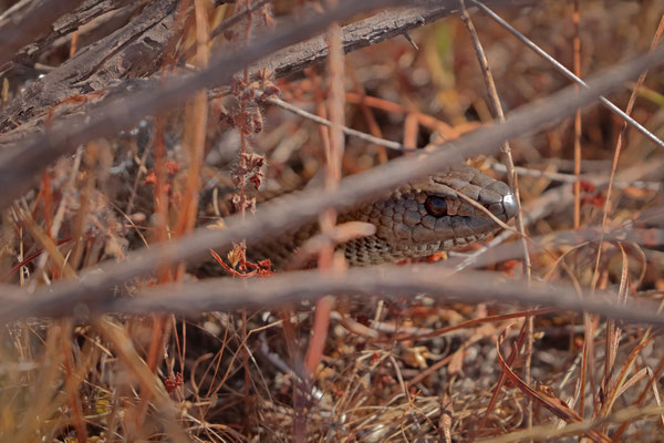 Mole Snake (Pseudaspis cana)