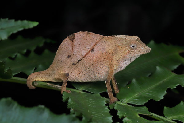 The female East Usambara Pygmy Chameleon (Rhampholeon temporalis) was a looker herself as well.