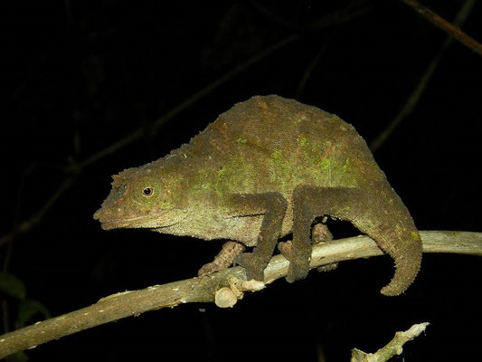 Nchisi Pygmy Chameleon (Rhampholeon nchisiensis) 