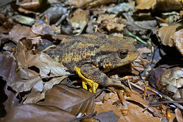 Common Toad (Bufo bufo)