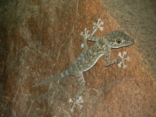 Orlov's Fan-fingered Gecko (Ptyodactylus orlovi)