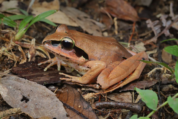 Madagascar Jumping Frog (Aglyptodactylus madagascariensis) 