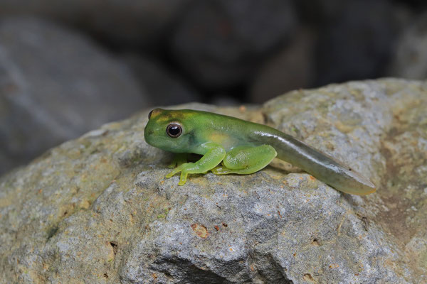 Palmer's Tree Frog (Hyloscirtus palmeri) metamorph