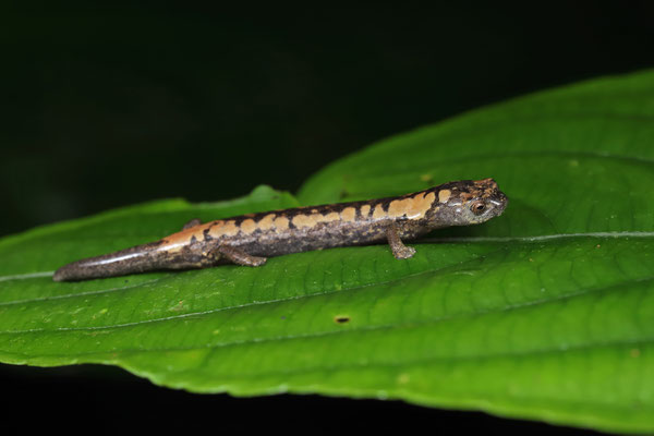 Alberch's Mushroomtongue Salamander (Bolitoglossa alberchi) 