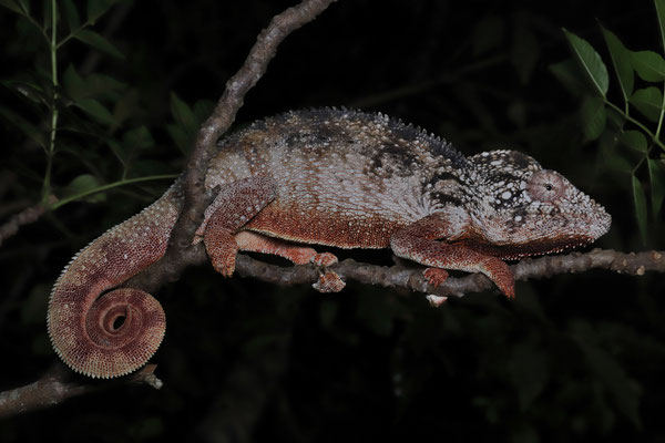 Oustalet's Chameleon (Furcifer oustaleti)