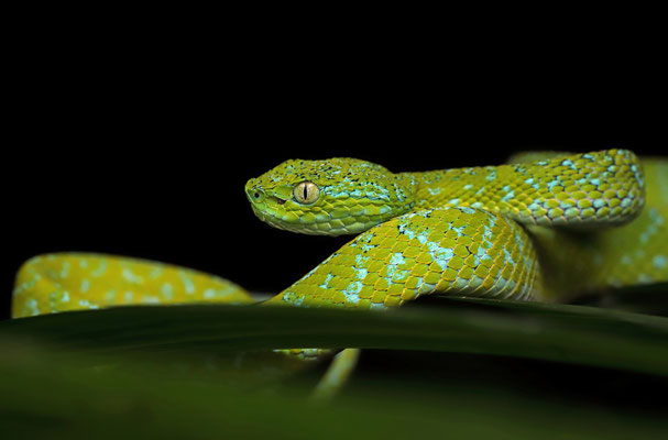 Guatemalan Palm Pitviper (Bothriechis bicolor)