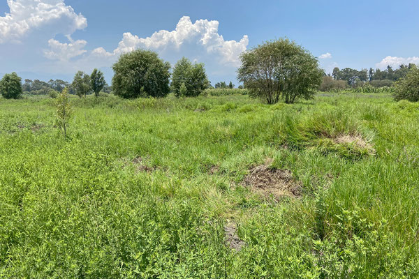 Habitat of Barisia imbricata, Sceloporus grammicus and Crotalus polystictus. 