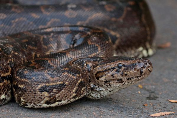Southern Rock Python (Python natalensis)