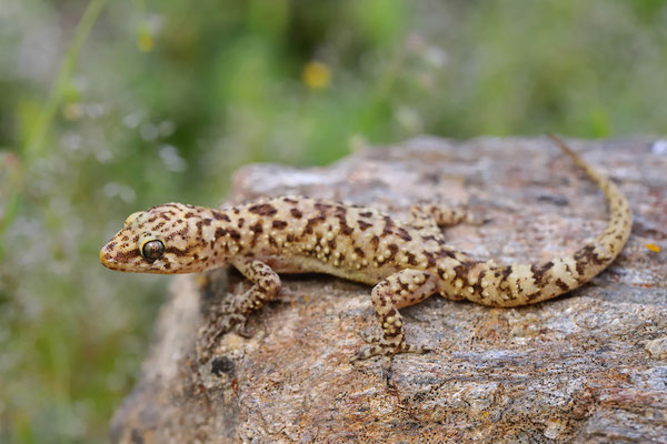 Turkish Gecko (Hemidactylus turcicus) 