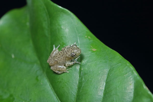 Forest Reed Frog (Hyperolius sylvaticus) fresh metamorph.