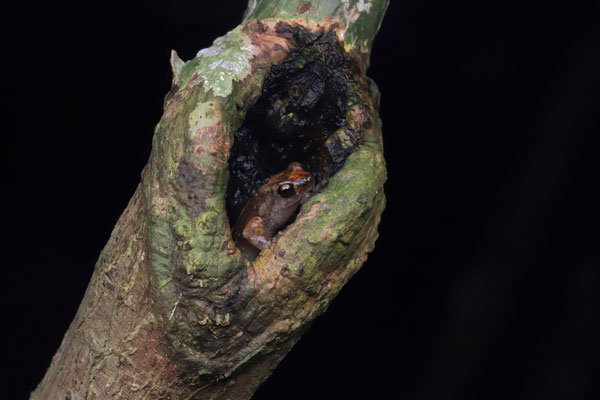 Boulenger's Climbing Frog (Anodonthyla boulengerii) 