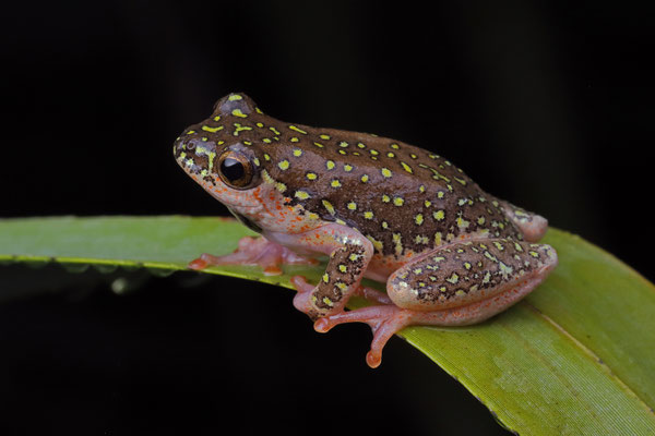 Marbled Reed Frog (Hyperolius marmoratus verrucosus)