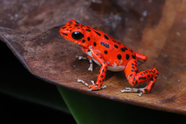 Strawberry Poison Dart Frog (Oophaga pumilio) "Bastimentos"